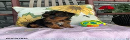 Yorkiepoo dogs for sale: Banjo - Ad 5