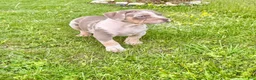 American Bully dogs for sale: American XL Bully - Ad 5