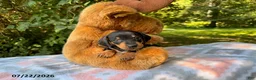 Miniature Dachshund dogs for sale: Dora - Ad 1