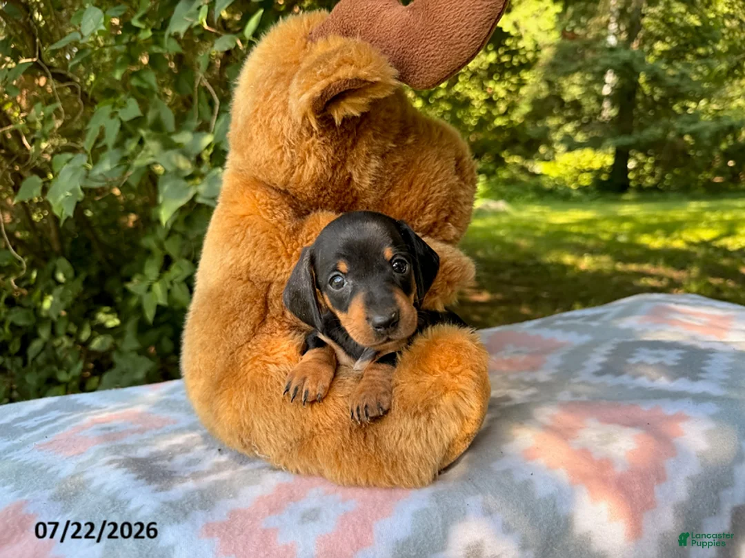 Miniature Dachshund dogs for sale: Dora - Ad 1