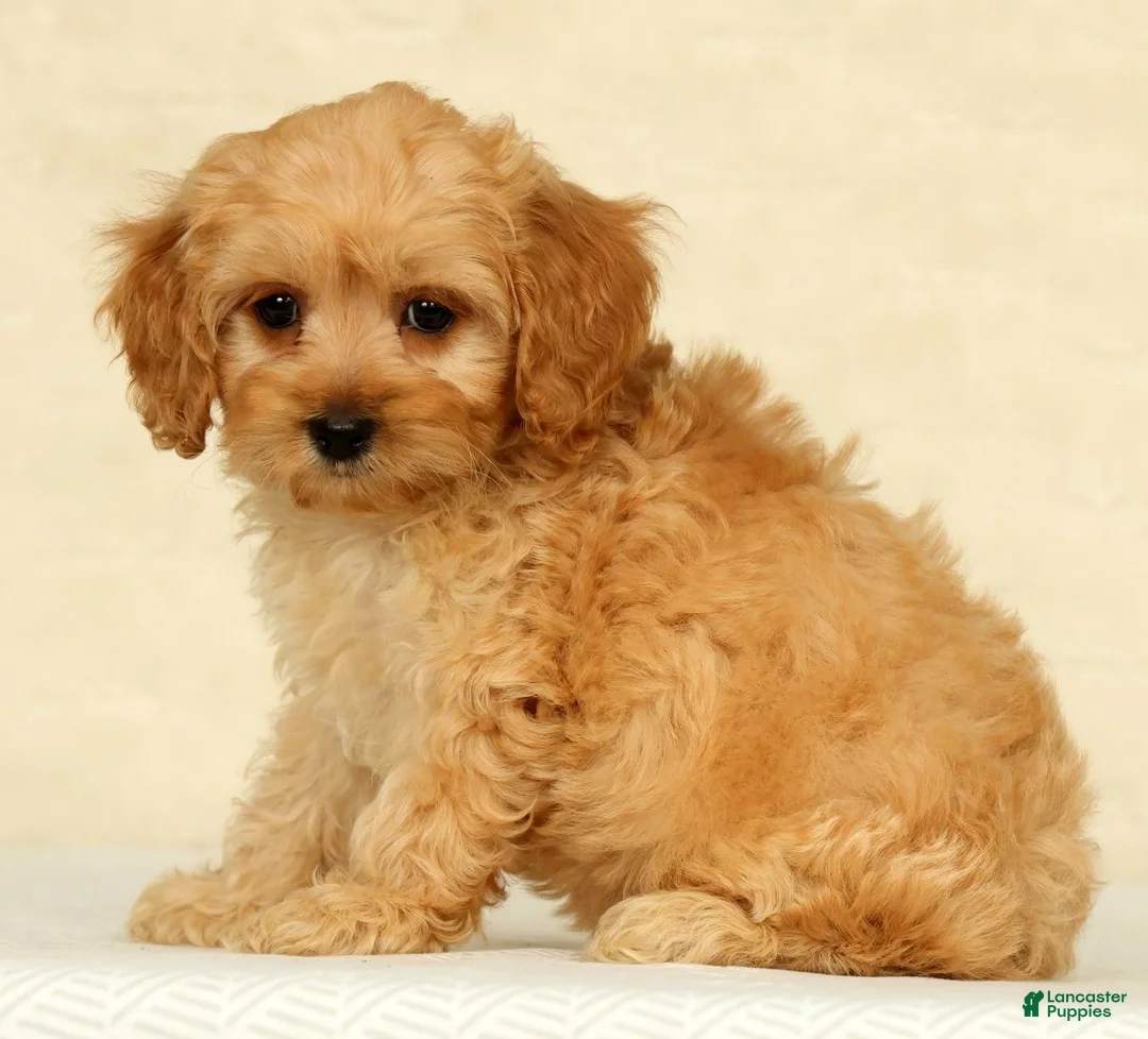 Cockapoo dogs for sale: Pumpkin - Ad 2