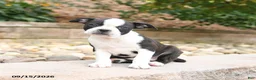 Boston Terrier dogs for sale: Molly - Ad 1