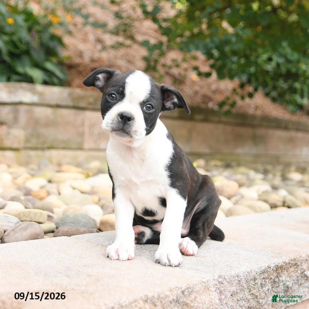 Boston Terrier dogs for sale: Molly - Ad 1
