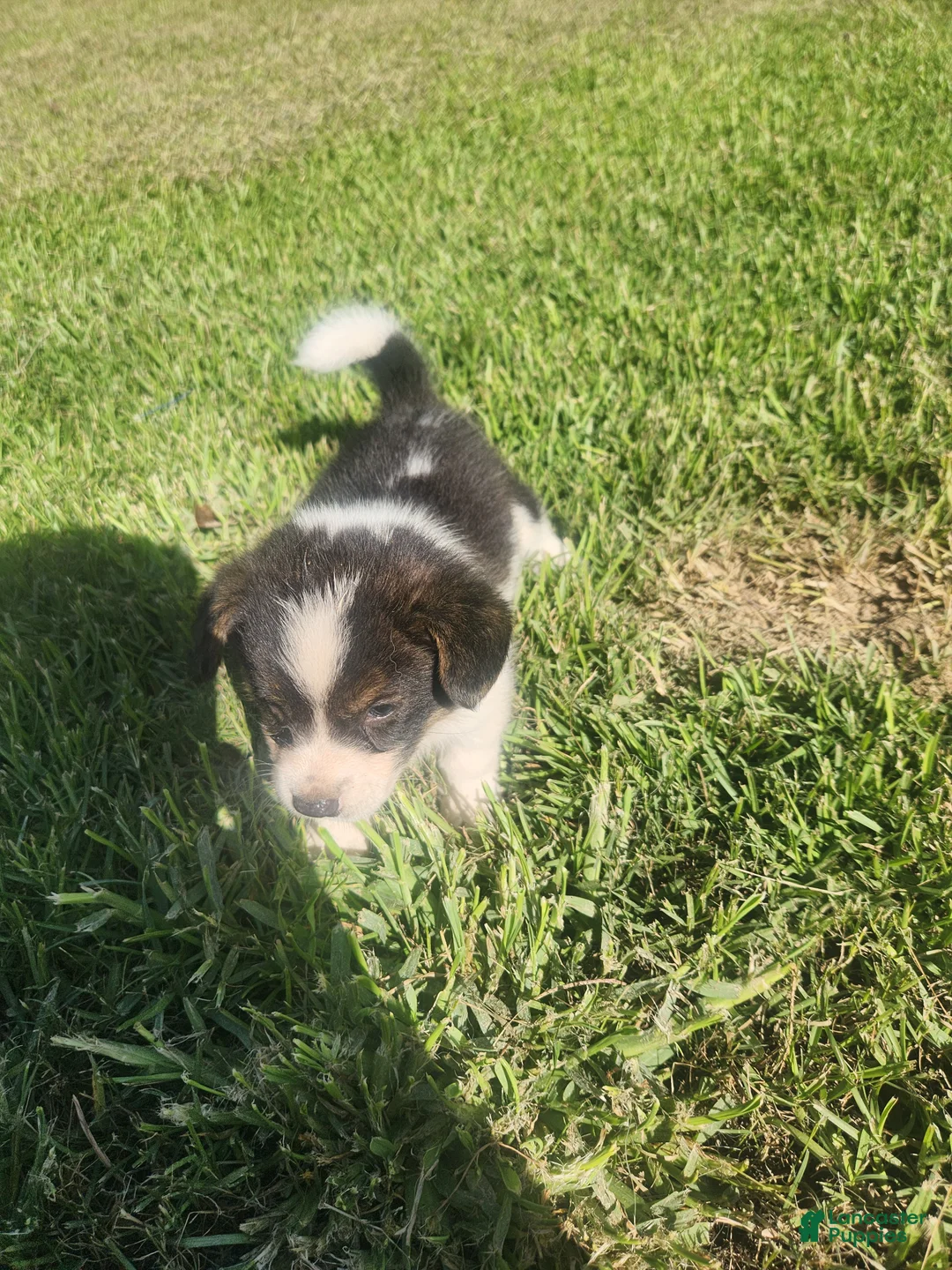 American Corgi dogs for sale: American Corgi 2 - Ad 2