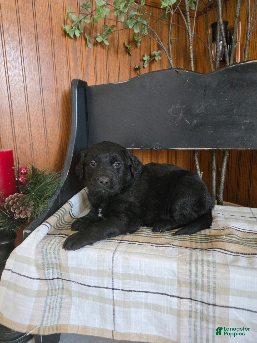 Goldador dogs for sale: Ted - Ad 1