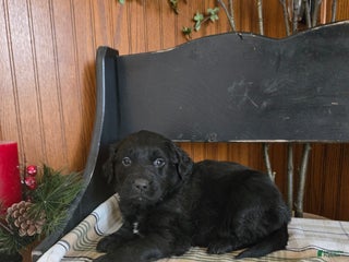 Goldador dogs Ted - Ad 15