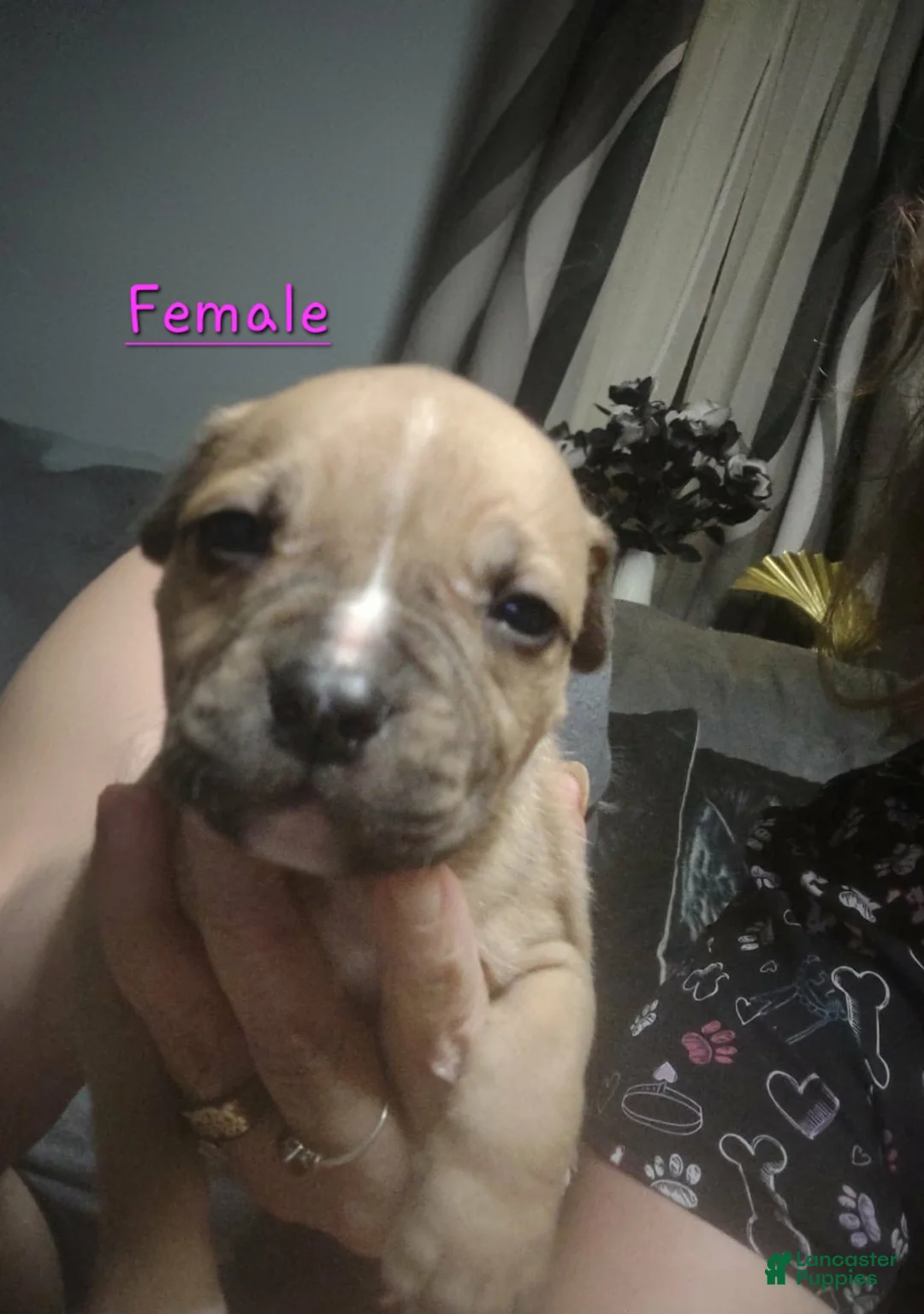 American Pit Bull Terrier dogs for sale: American Pit Bull Terrier 4 - Ad 1