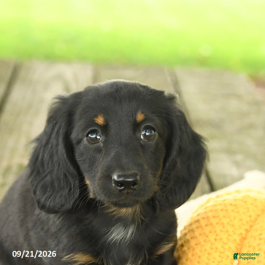 Miniature Dachshund dogs for sale: Avalon - Ad 5