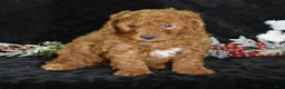 Mini Goldendoodle dogs for sale: Glimmer - Ad 2