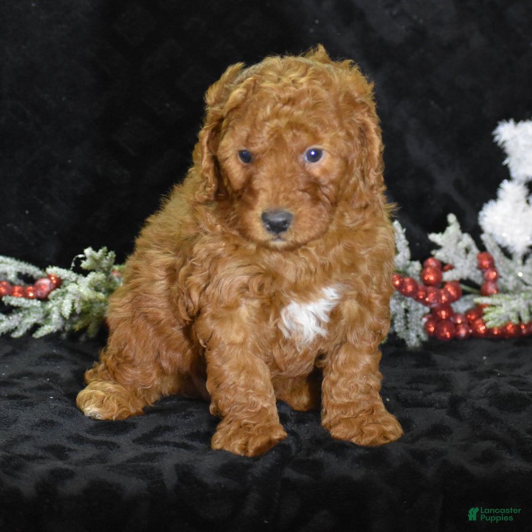 Mini Goldendoodle dogs for sale: Glimmer - Ad 2
