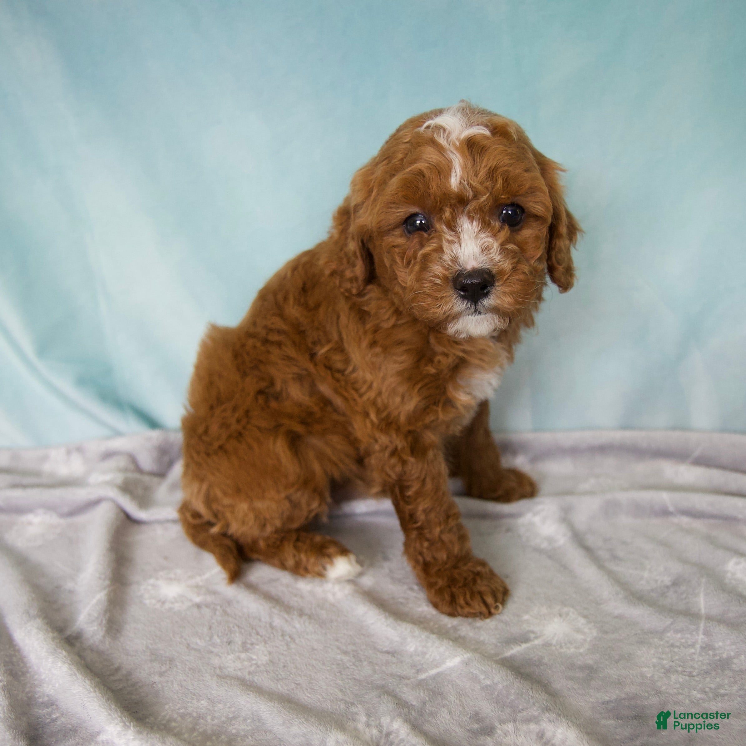 Cavapoo dogs Tucker - Ad 2
