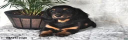 Miniature Dachshund dogs for sale: Twinkles - Ad 3