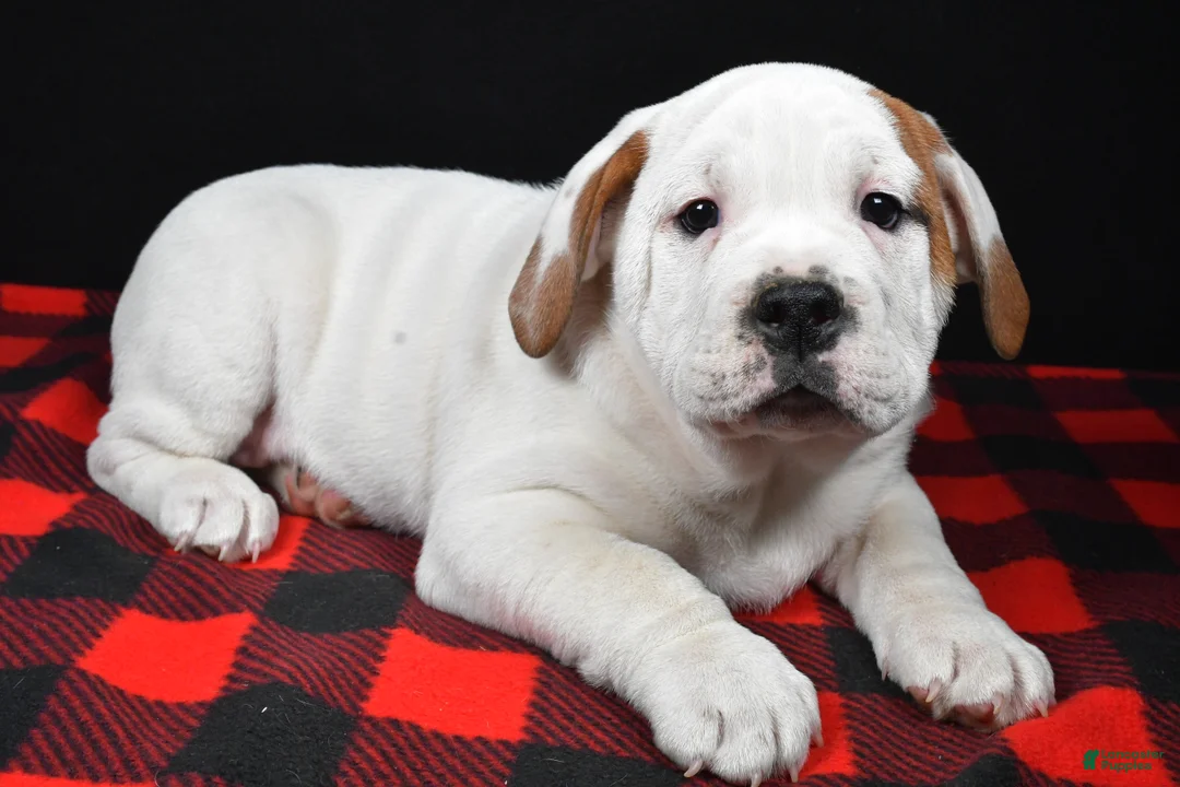 Beabull dogs for sale: Romeo - Ad 8