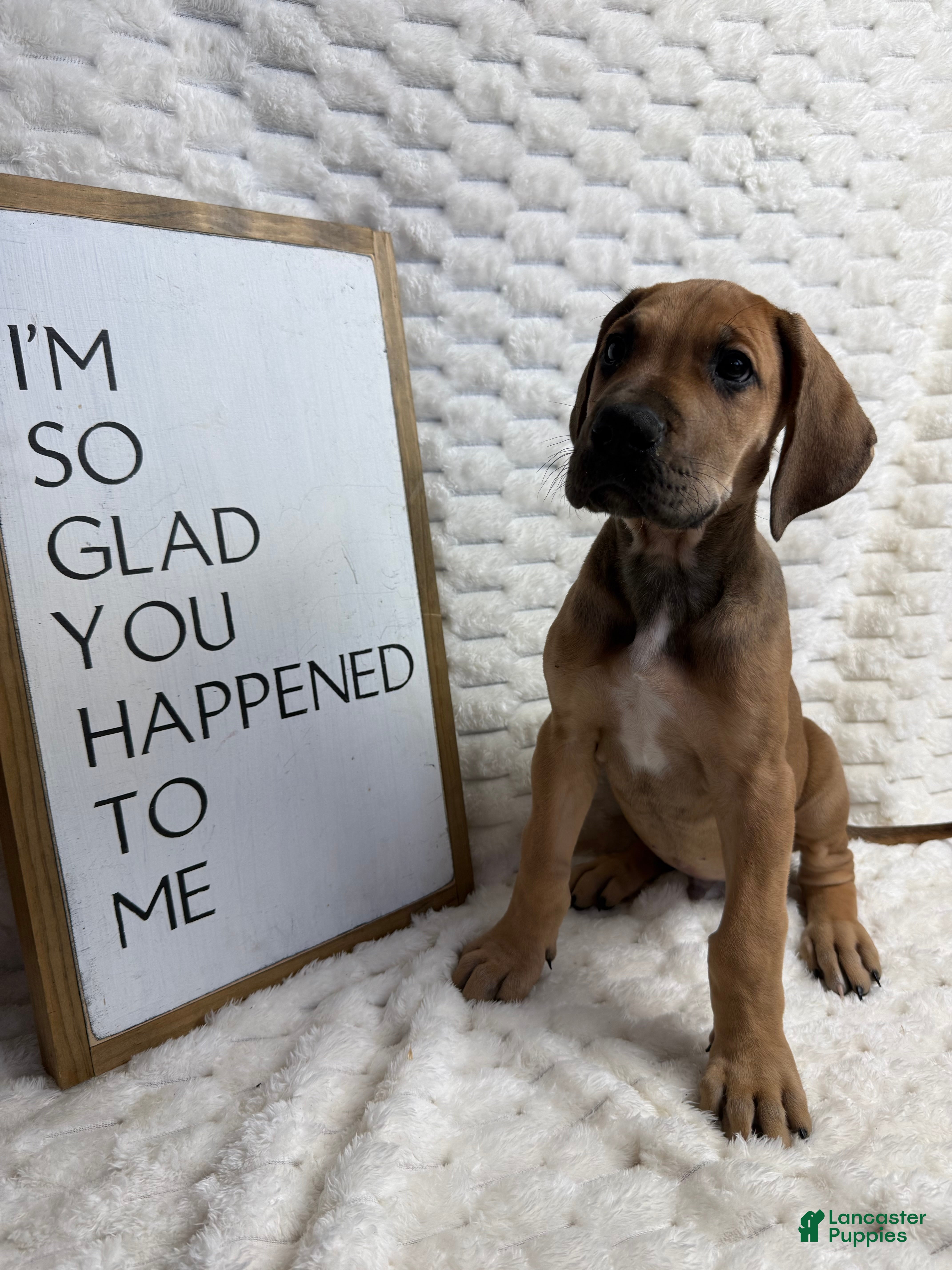 Great Dane dogs Fawn (heavy Euro) - Ad 23