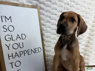 Great Dane dogs Fawn (heavy Euro) - Ad 23