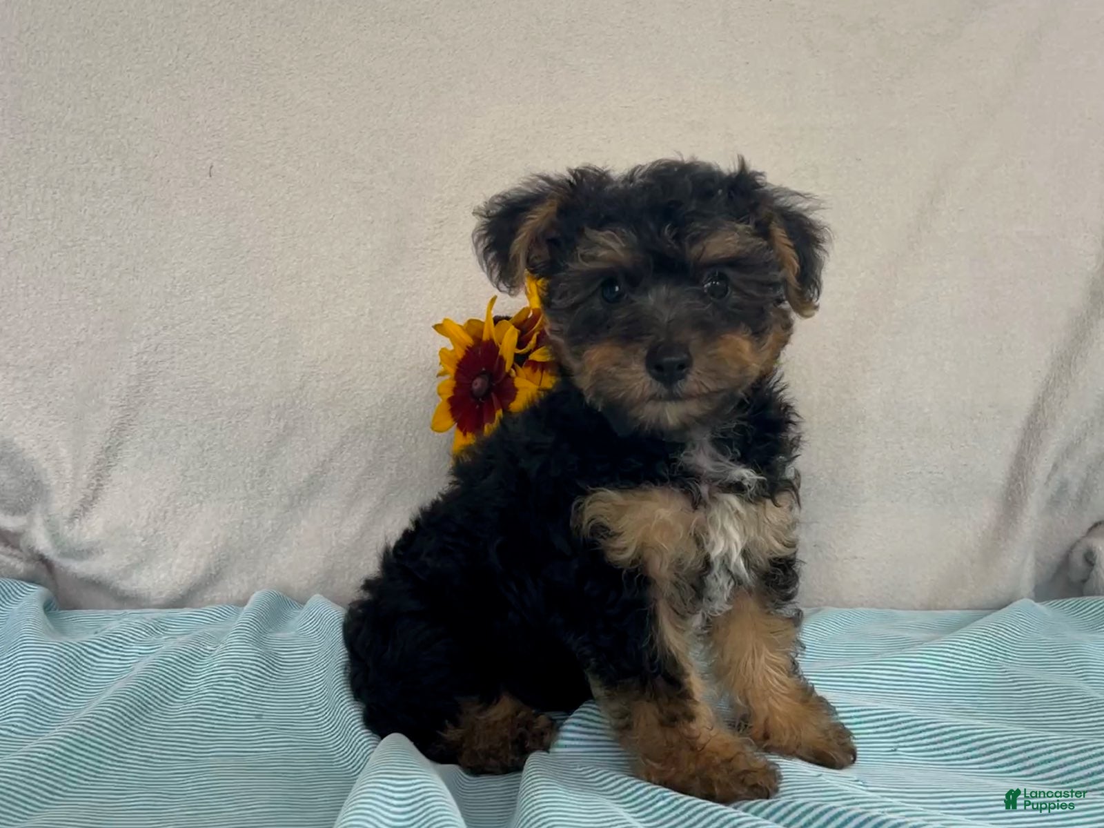 Yorkiepoo dogs Laser - Ad 1
