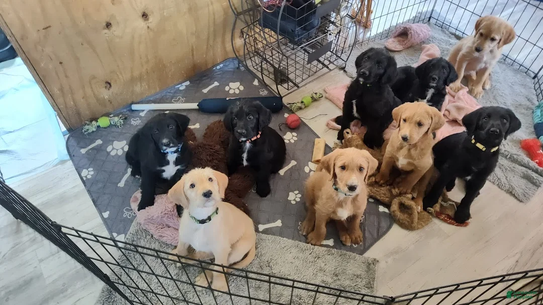 Labradoodle dogs for sale: Labradoodle Puppy 8 - Ad 6