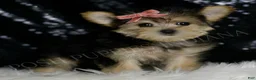 Morkie dogs for sale: Leah - Ad 3
