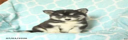 Pomsky dogs for sale: Havana - Ad 3