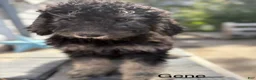Bernedoodle dogs for sale: Bernedoodle Puppy 6 - Ad 1