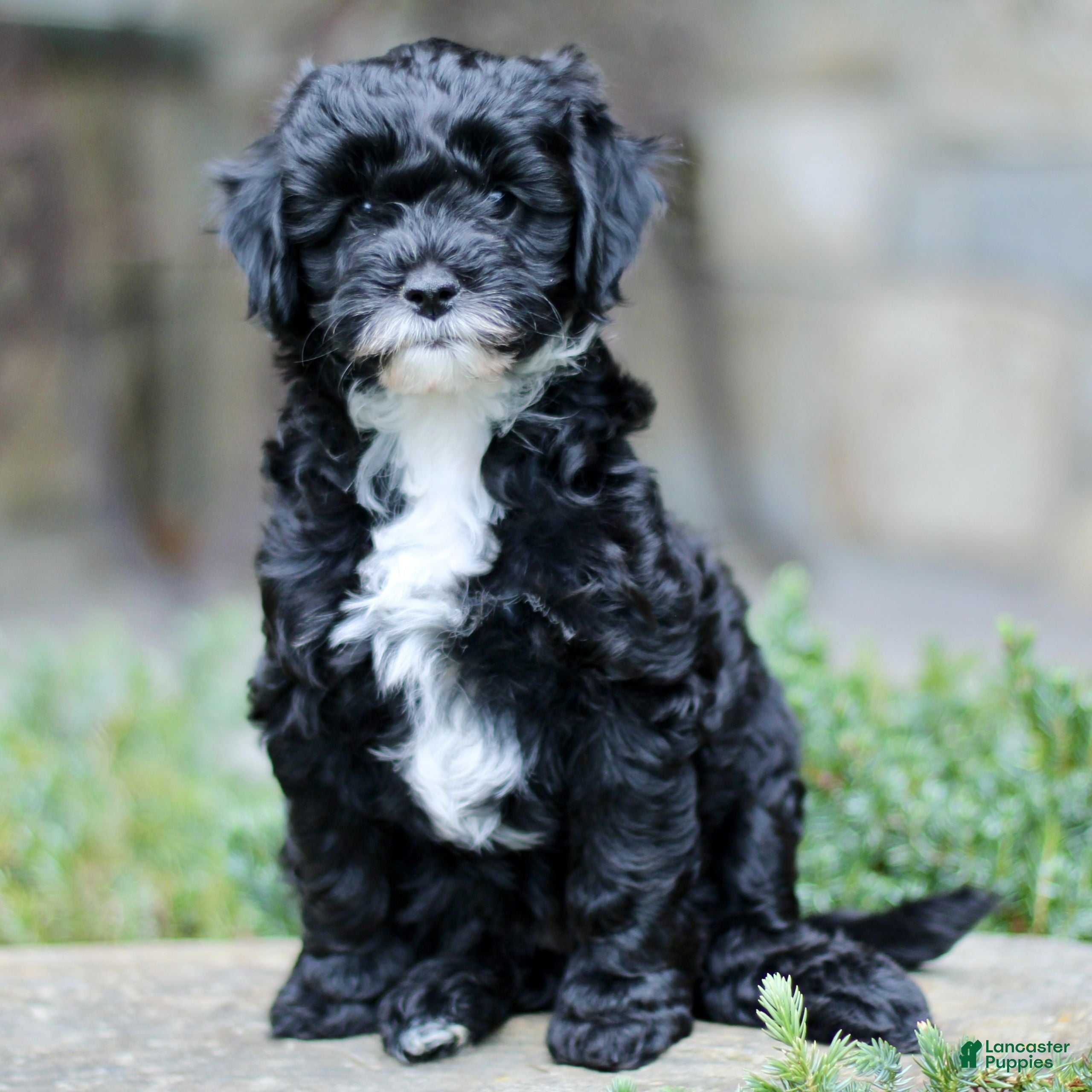 Cavapoo dogs Hilda  - Ad 1