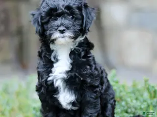Cavapoo dogs for sale: Hilda - Ad 2