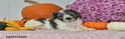 Cockapoo dogs for sale: Milo - Ad 4
