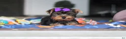 Yorkshire Terrier dogs for sale: Lucy - Ad 6