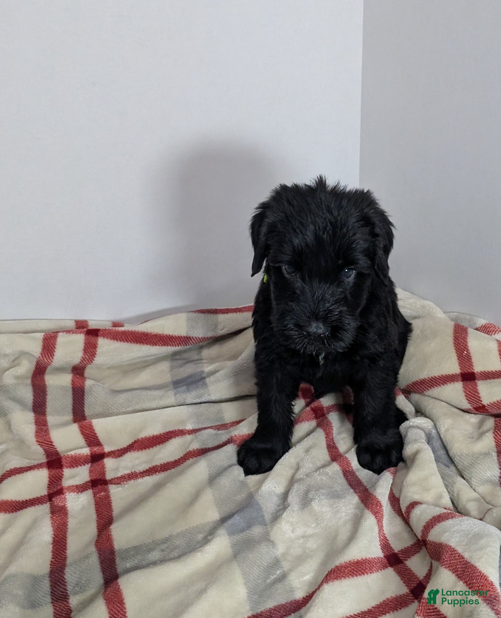 Giant Schnauzer dogs Giant Schnauzer Puppy 3 Orange  - Ad 1