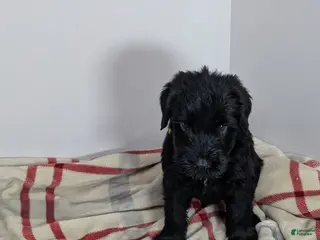 Giant Schnauzer dogs for sale: Giant Schnauzer Puppy 3 Orange - Ad 4