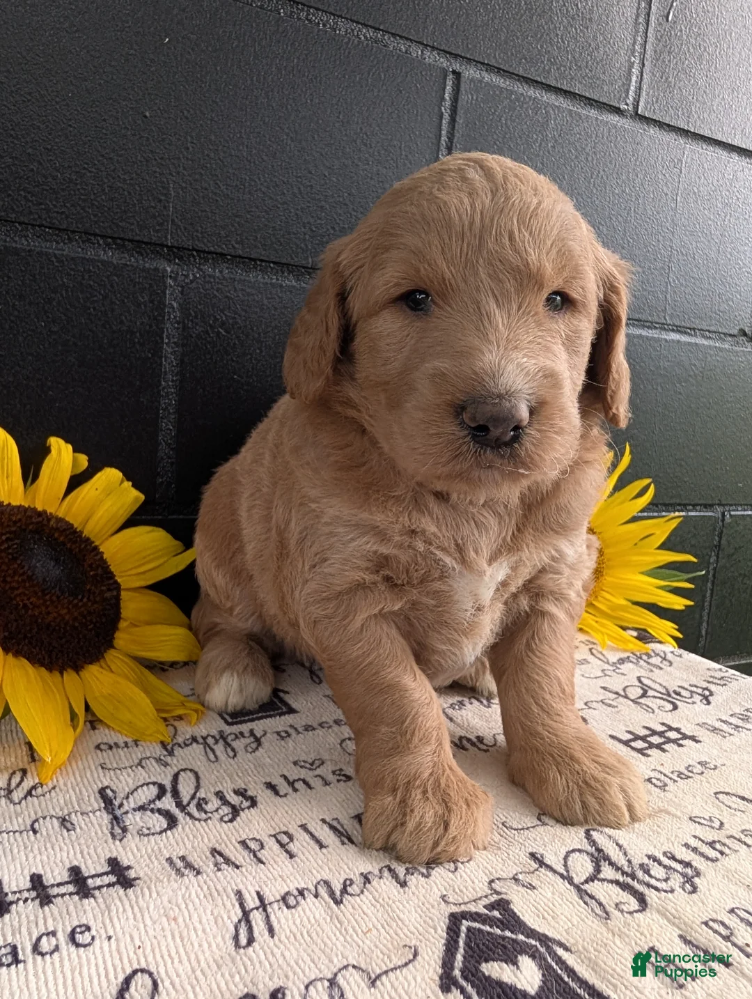 Goldendoodle dogs for sale: Mia - Ad 2
