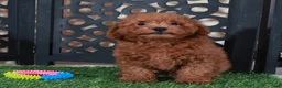 Miniature Poodle dogs for sale: Darla Sweet Red Female Poodle - Ad 4
