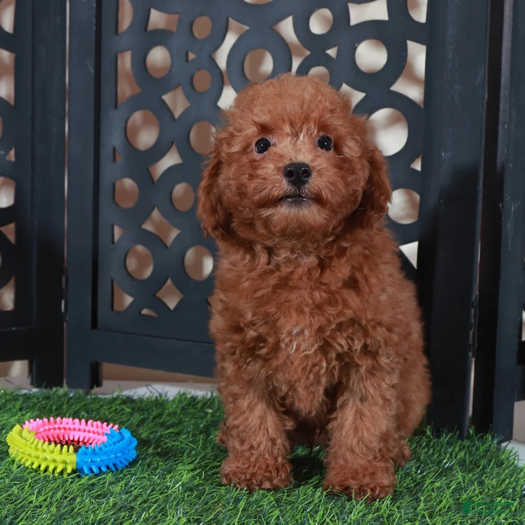 Miniature Poodle dogs for sale: Darla Sweet Red Female Poodle - Ad 4