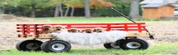 Labrador Retriever dogs for sale: Labrador Retriever 2 - Ad 1