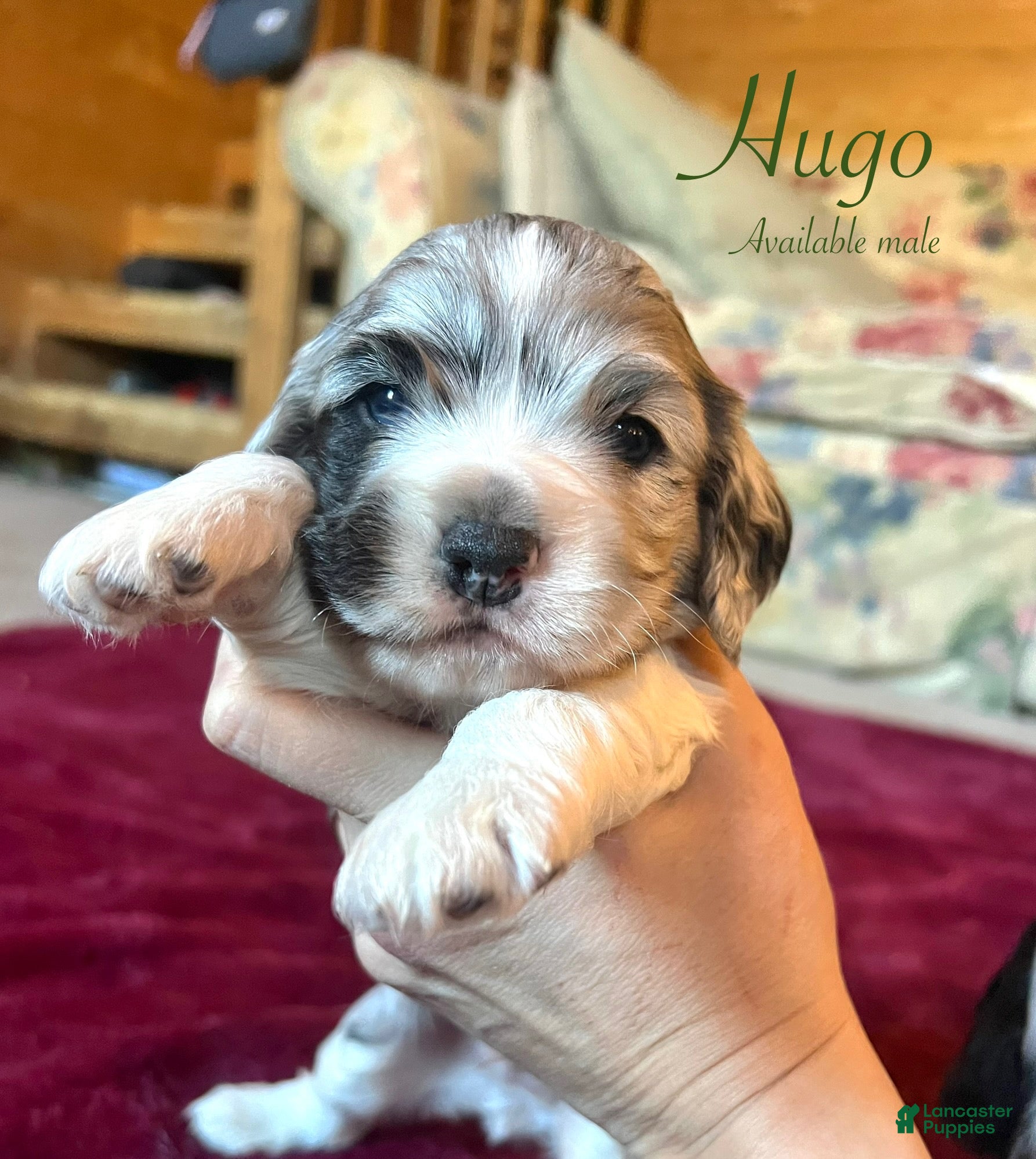 Cocker Spaniel dogs for sale: Hugo - Ad 2