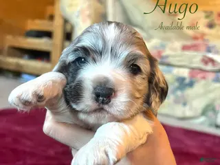 Cocker Spaniel dogs Hugo - Ad 4