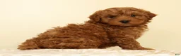 Mini Goldendoodle dogs for sale: Caden - Ad 3