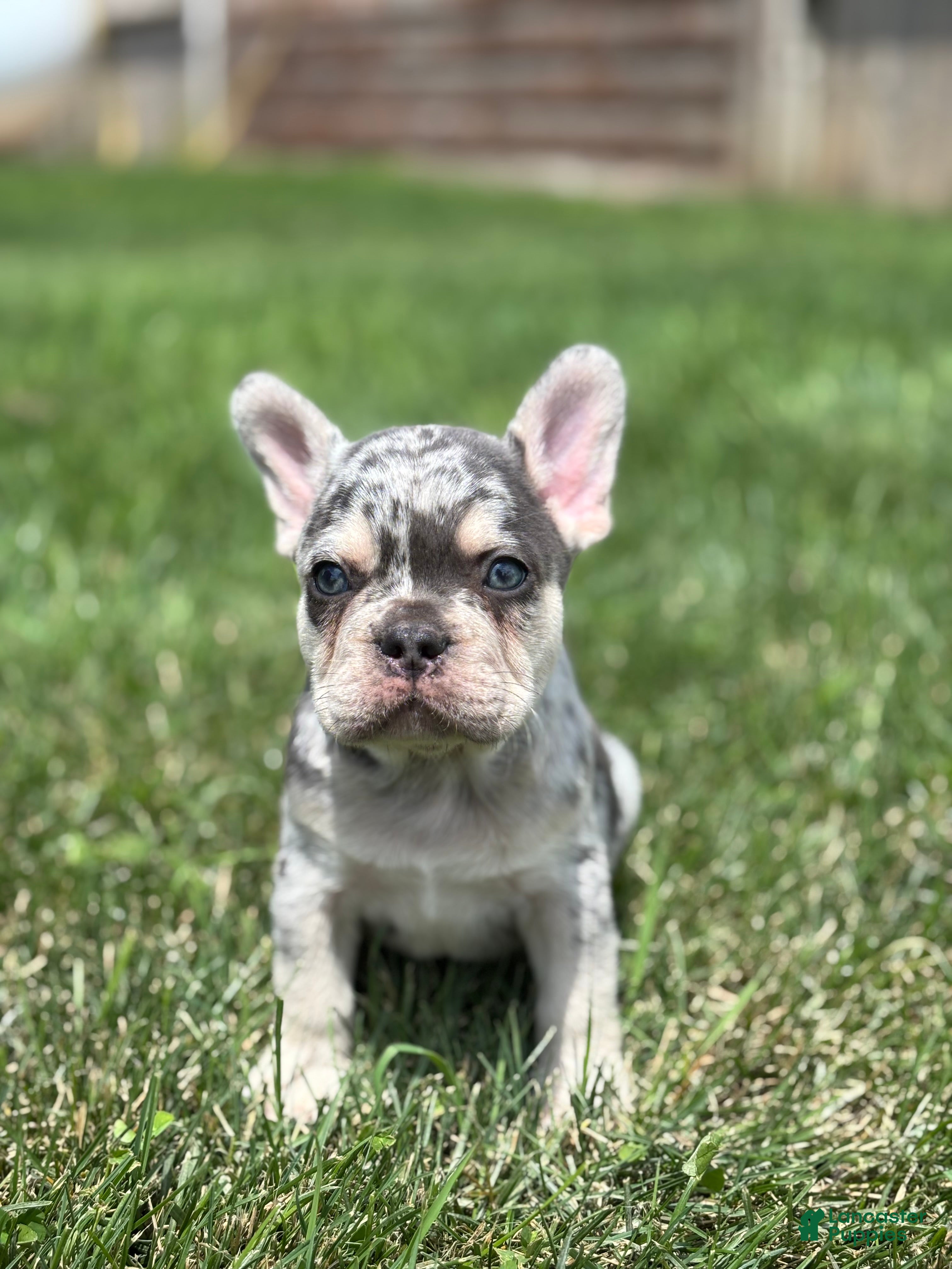 French Bulldog dogs Owen - Ad 1