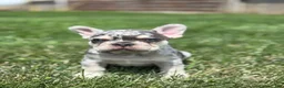 French Bulldog dogs for sale: Owen - Ad 1