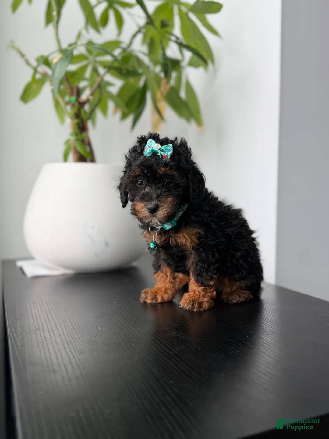Toy Poodle dogs for sale: Tulip - Ad 1