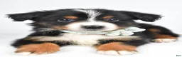 Miniature Australian Shepherd dogs for sale: Khloe - Ad 5