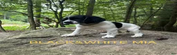 English Springer Spaniel dogs for sale: English Springer Spaniel 2 - Ad 2