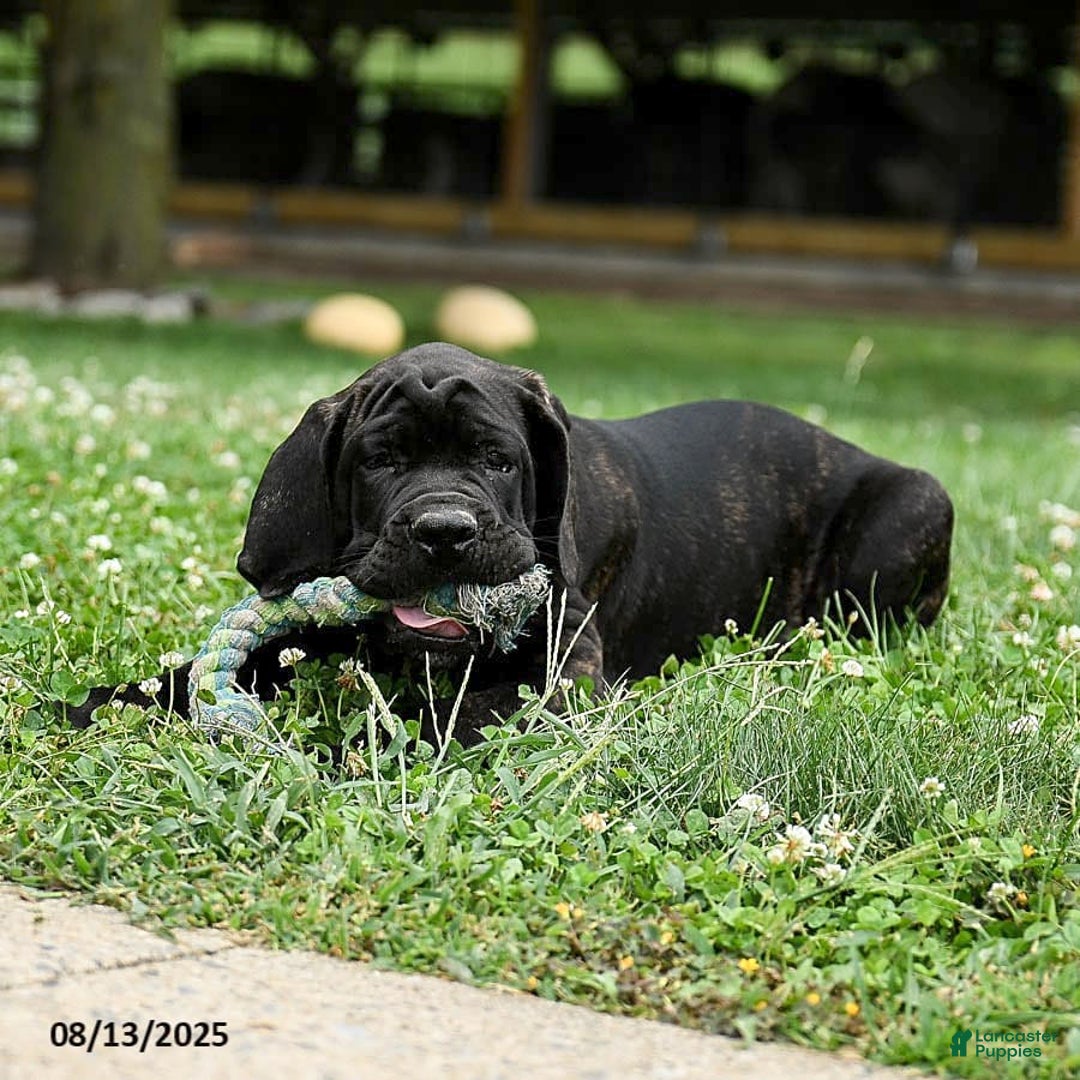 Cane Corso dogs for sale: Rockford - Ad 23