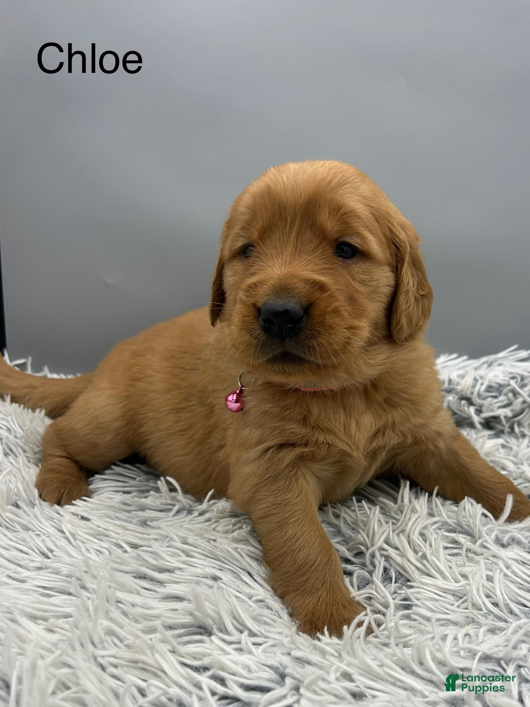 Golden Retriever dogs for sale: Golden Retriever Puppy chloe - Ad 8