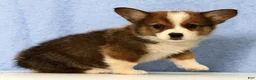 Mixed Breed dogs for sale: Dandy - Ad 5