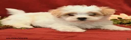 Maltipoo dogs for sale: Baxter - Ad 3