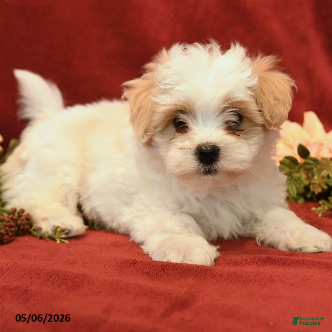 Maltipoo dogs for sale: Baxter - Ad 3