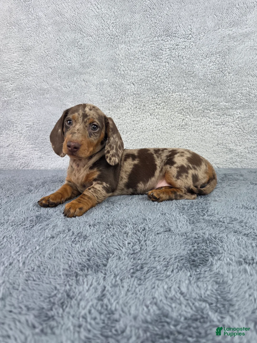Miniature Dachshund dogs for sale: Missy - Ad 1