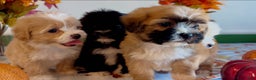 Shorkie dogs for sale: Shorkie Puppy 2 - Ad 14