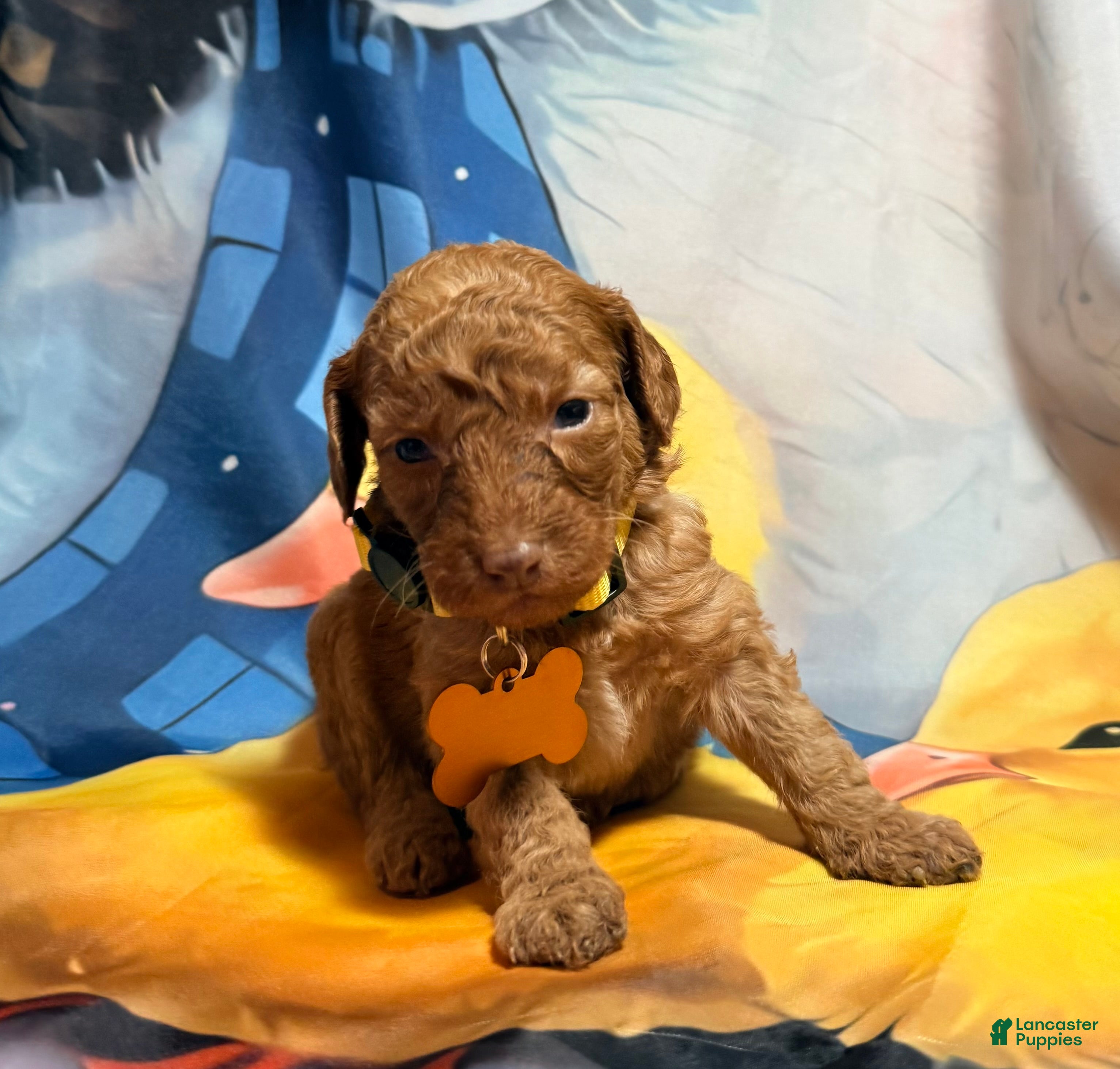 Miniature Poodle dogs Miniature Poodle Puppy 4 - Ad 7